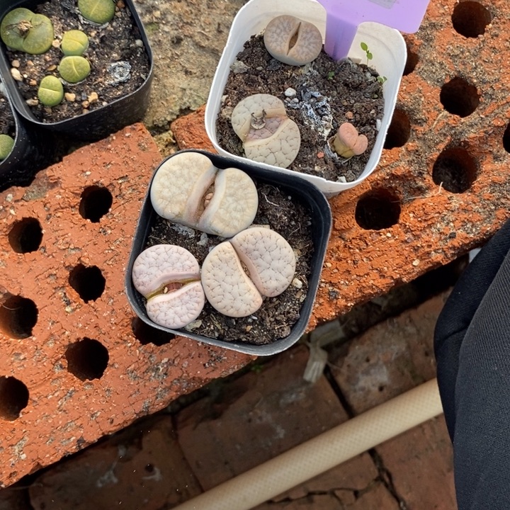 丁***一生石花等植物的生长094