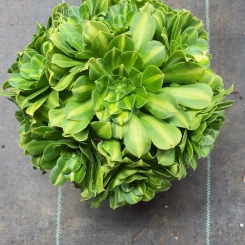 多肉植物翡翠琉璃