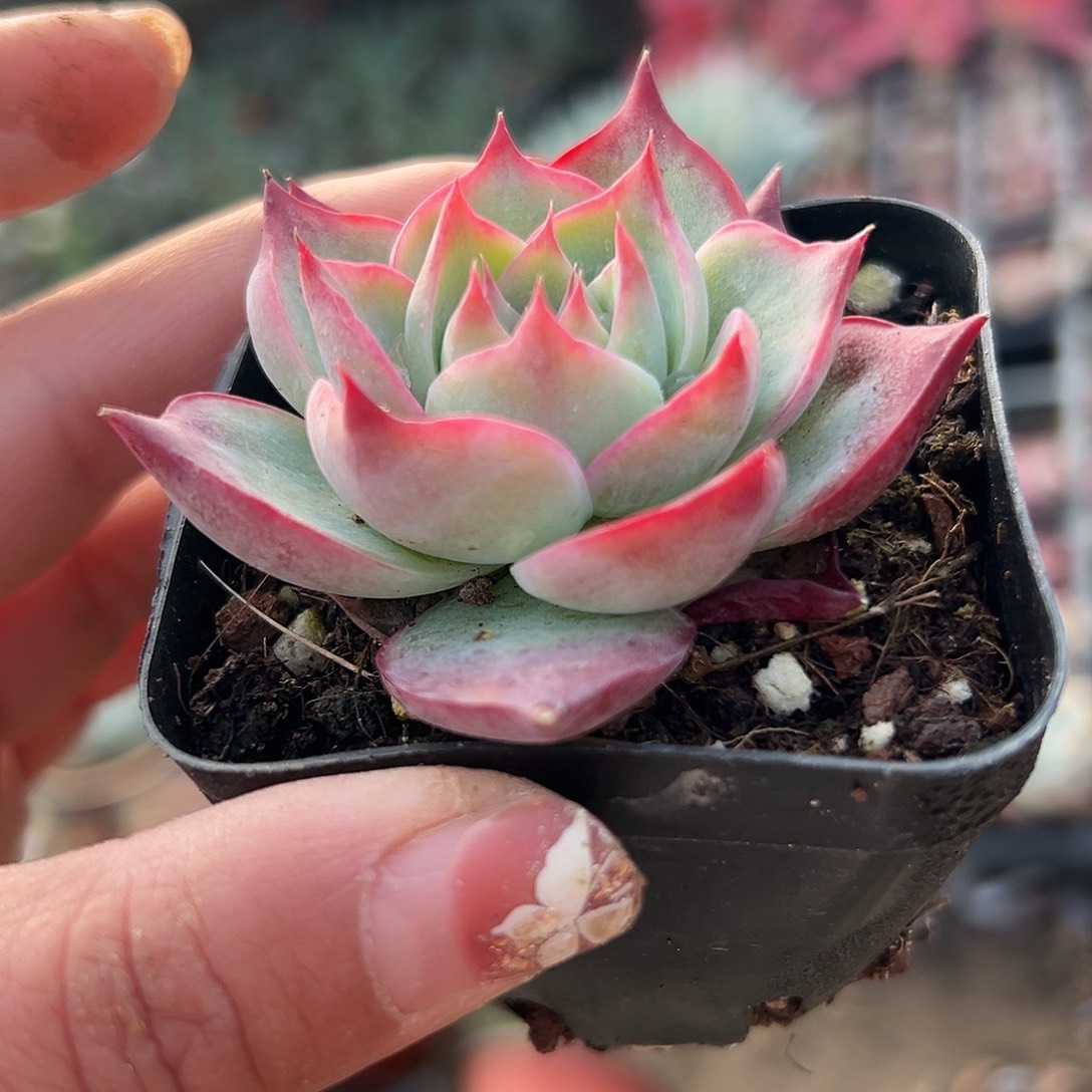 多肉植物惊鸿仙子