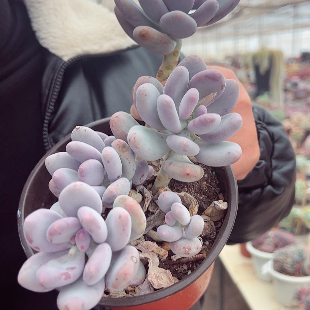 大叶奶多头大盆群多肉