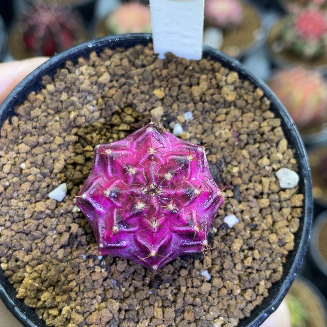 米哈星球0000000060