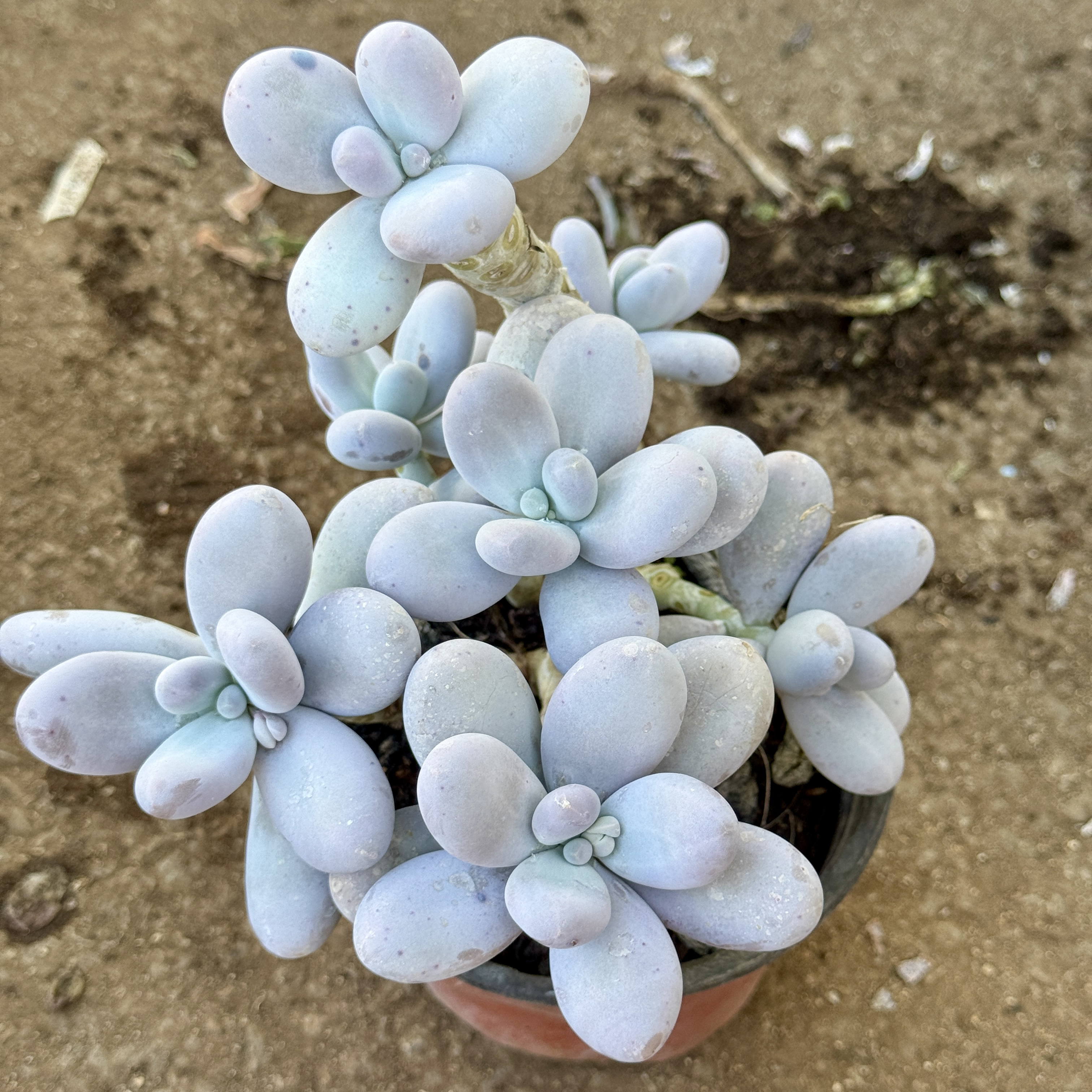 雪球多肉好养易活室内外绿植盆栽