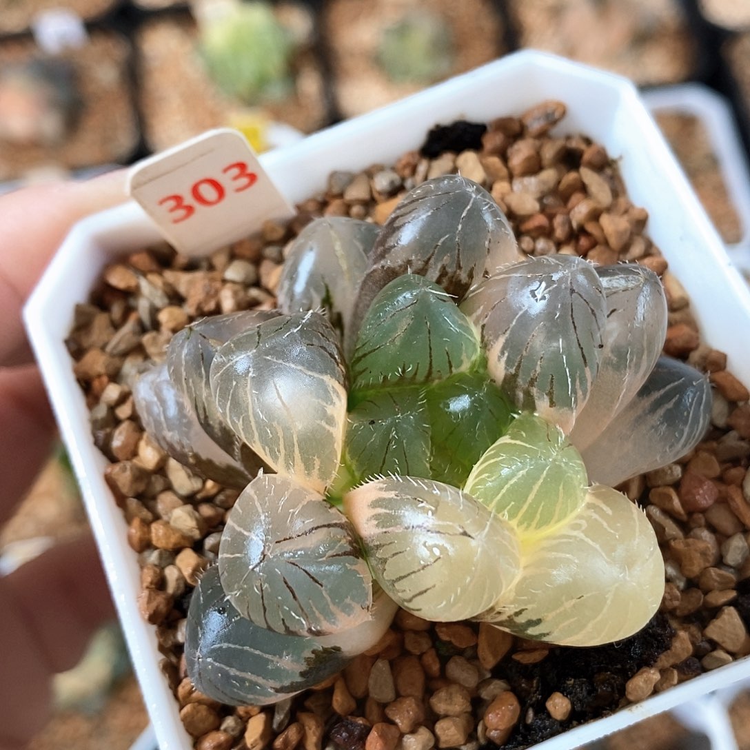 303号巨大赤线玉露锦一物一拍