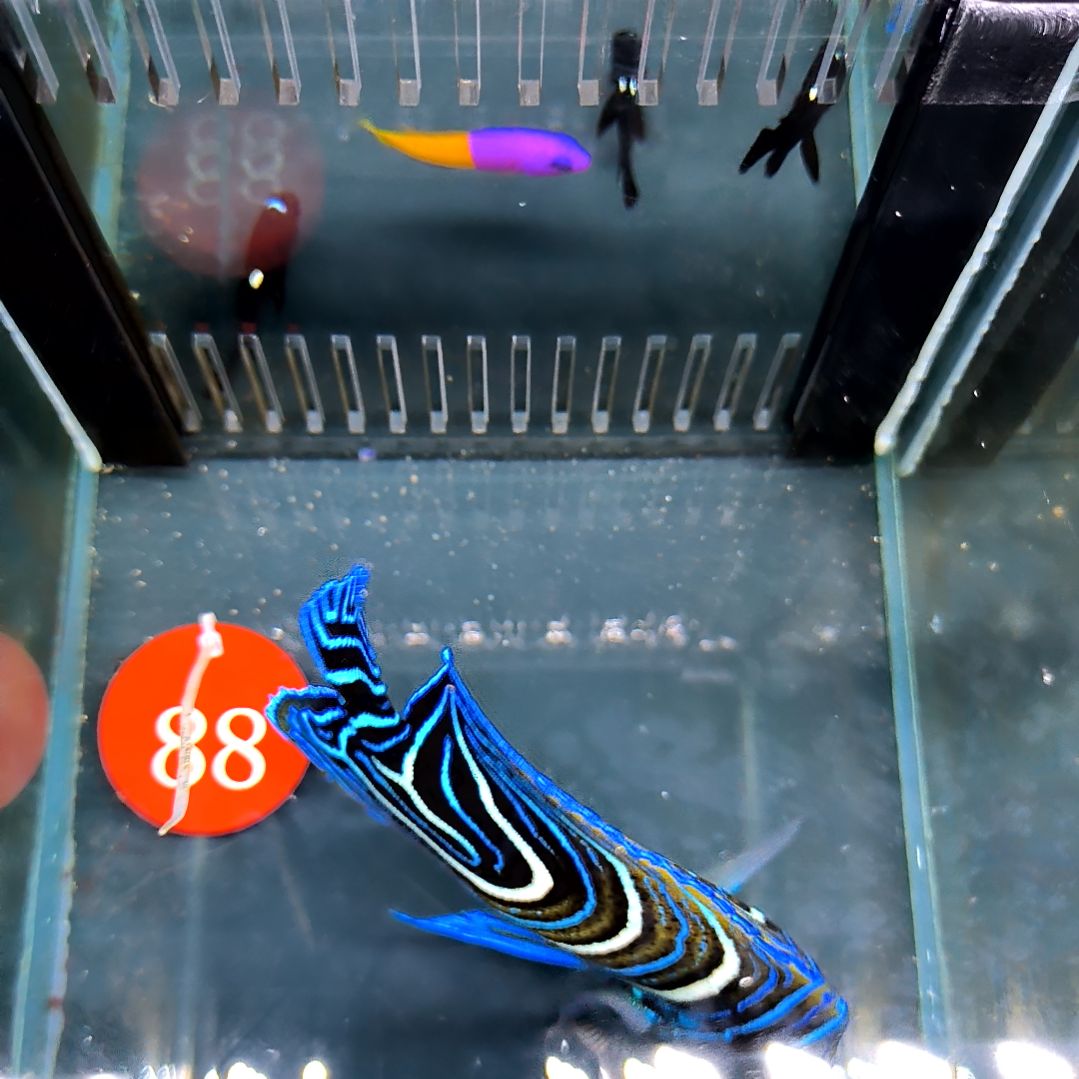 海水鱼蓝纹10+/6-74-88