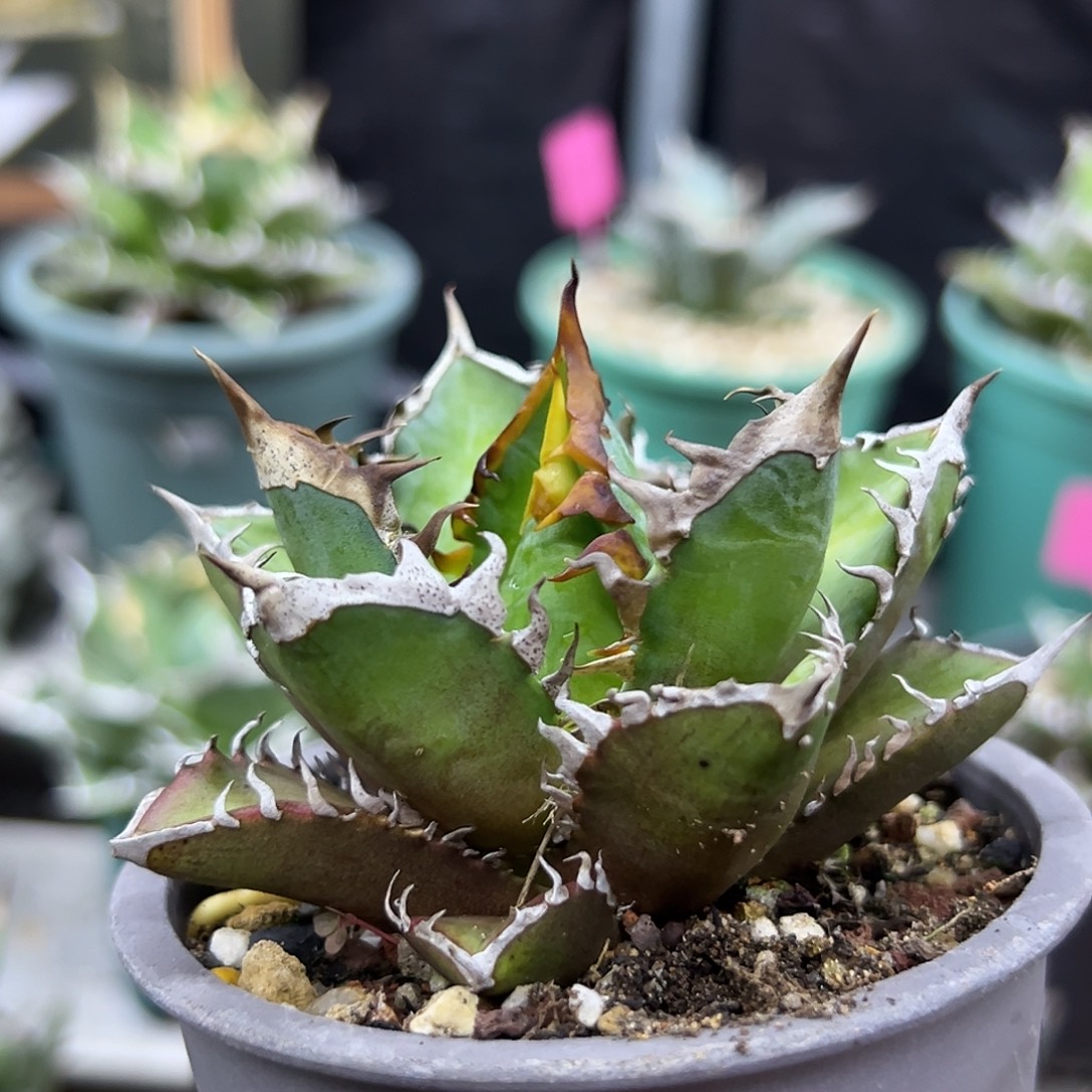 红猫一物一拍偏远不包邮不退不换