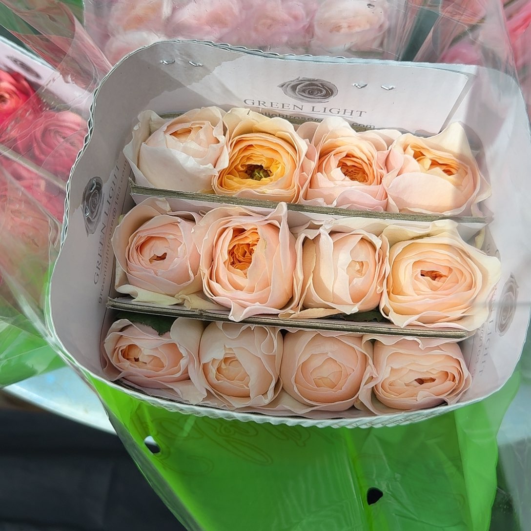 朱丽叶12支！任选三件顺丰空运包邮