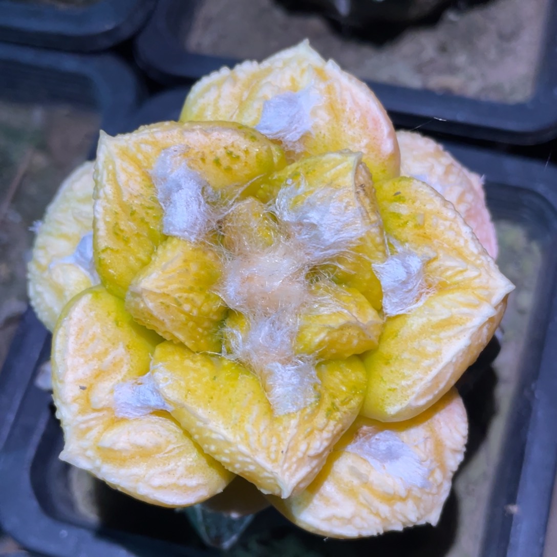 丸犹菜花牡丹锦 仙人球