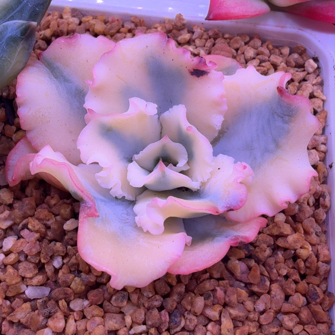 水瓶座锦 多肉植物