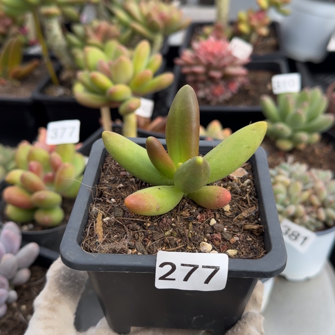 277号一物一拍一物一拍