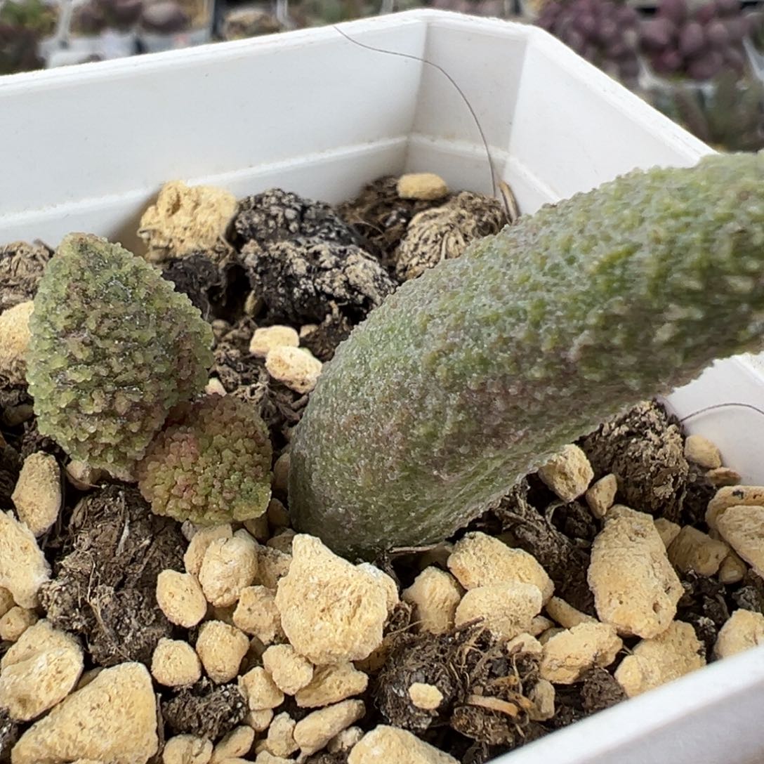 实生底叶苗绿色系纹路款多肉植物