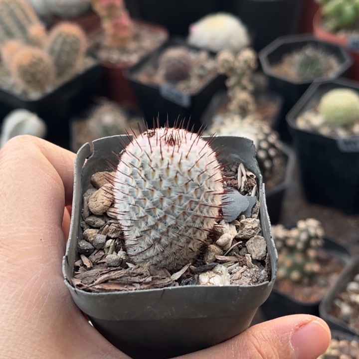 仙人球一物一拍实生