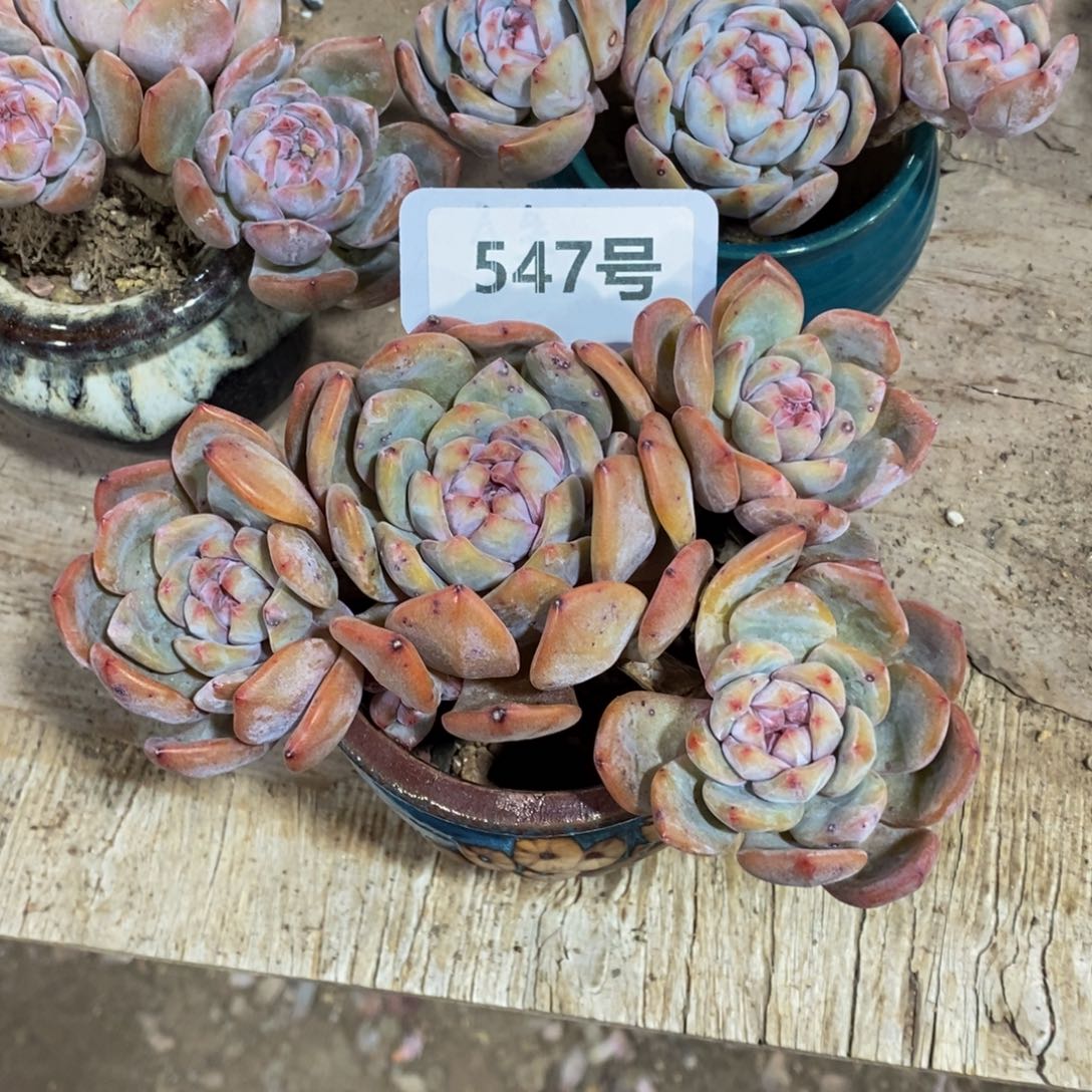 547号有摘 石榴籽星影