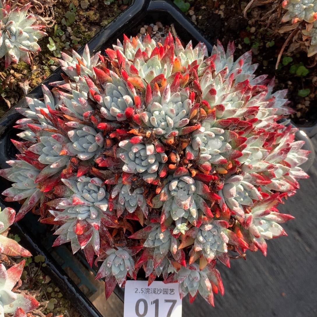 白雪，2月8日发货多肉