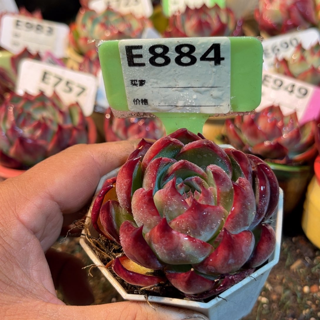 惊鸿一瞥884号多肉