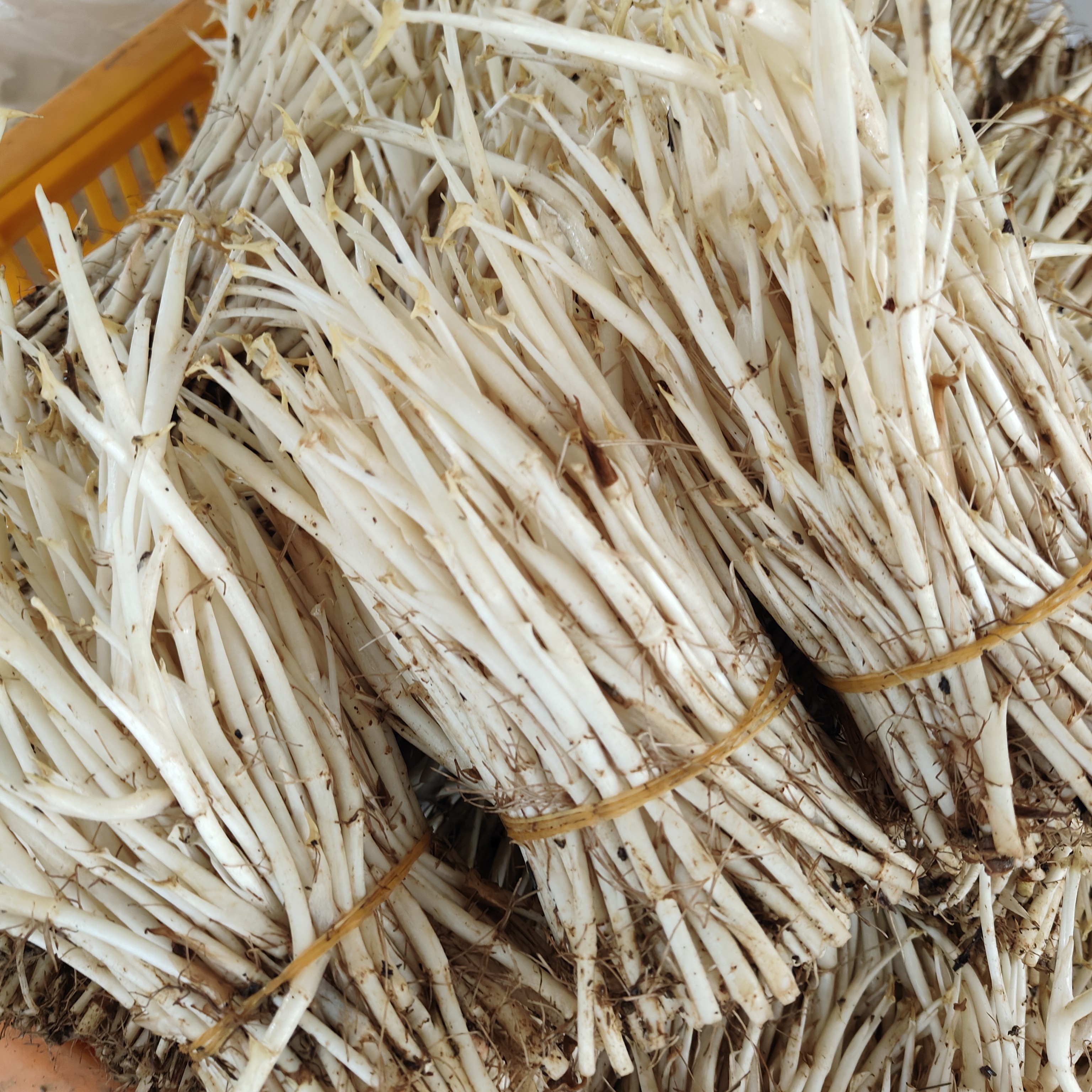 四川新鲜现割折耳根鱼腥草嫩尖嫩芽