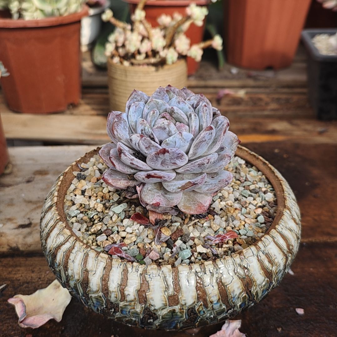 橙梦露多肉大白狗子