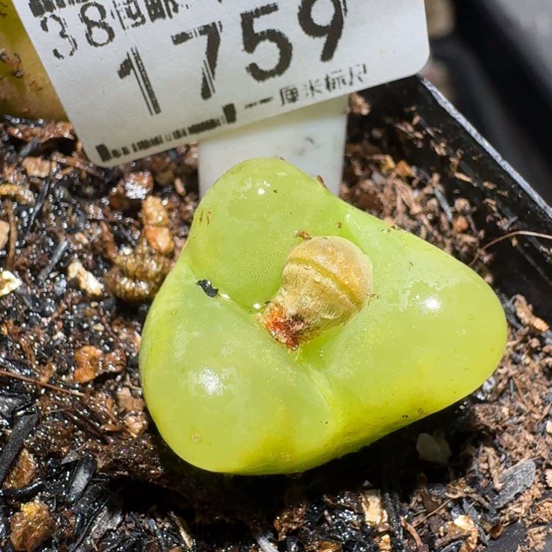 zzz生石花肉锥1759