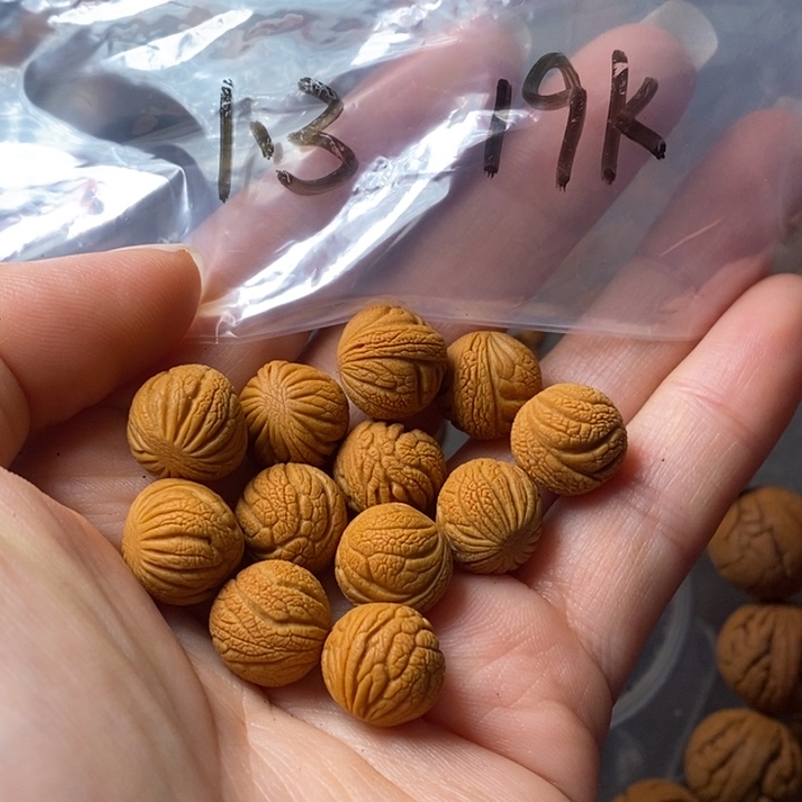 手串文玩核桃秦岭野生龙纹桃核13