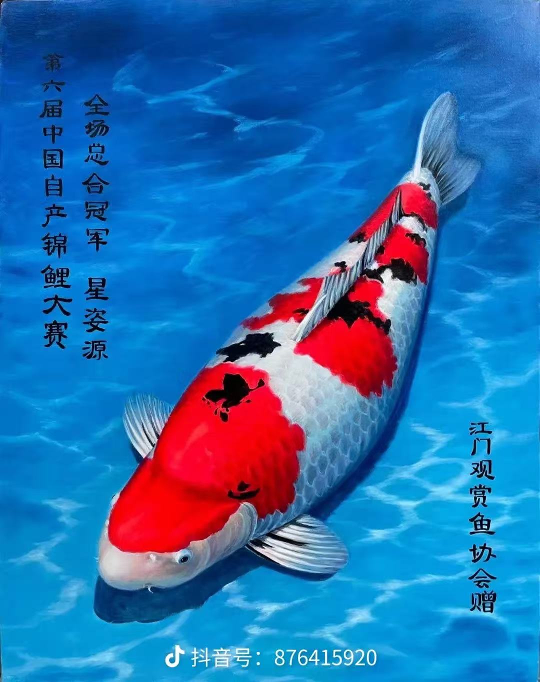 血统红白大正昭和介子锦鲤