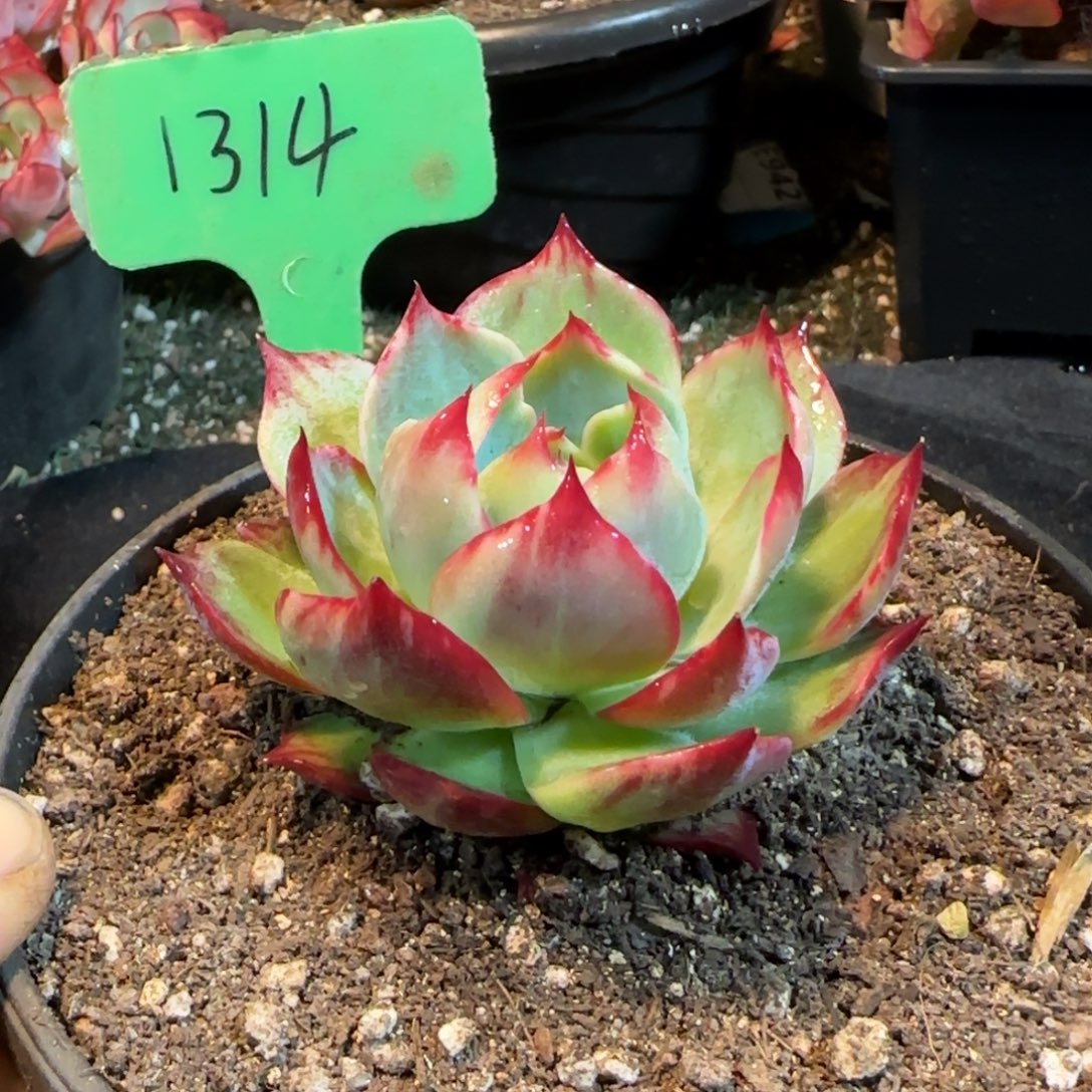 惊鸿一物一拍包装收缩花旱1314