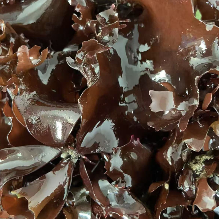 海藻 海星爱吃 净化水质