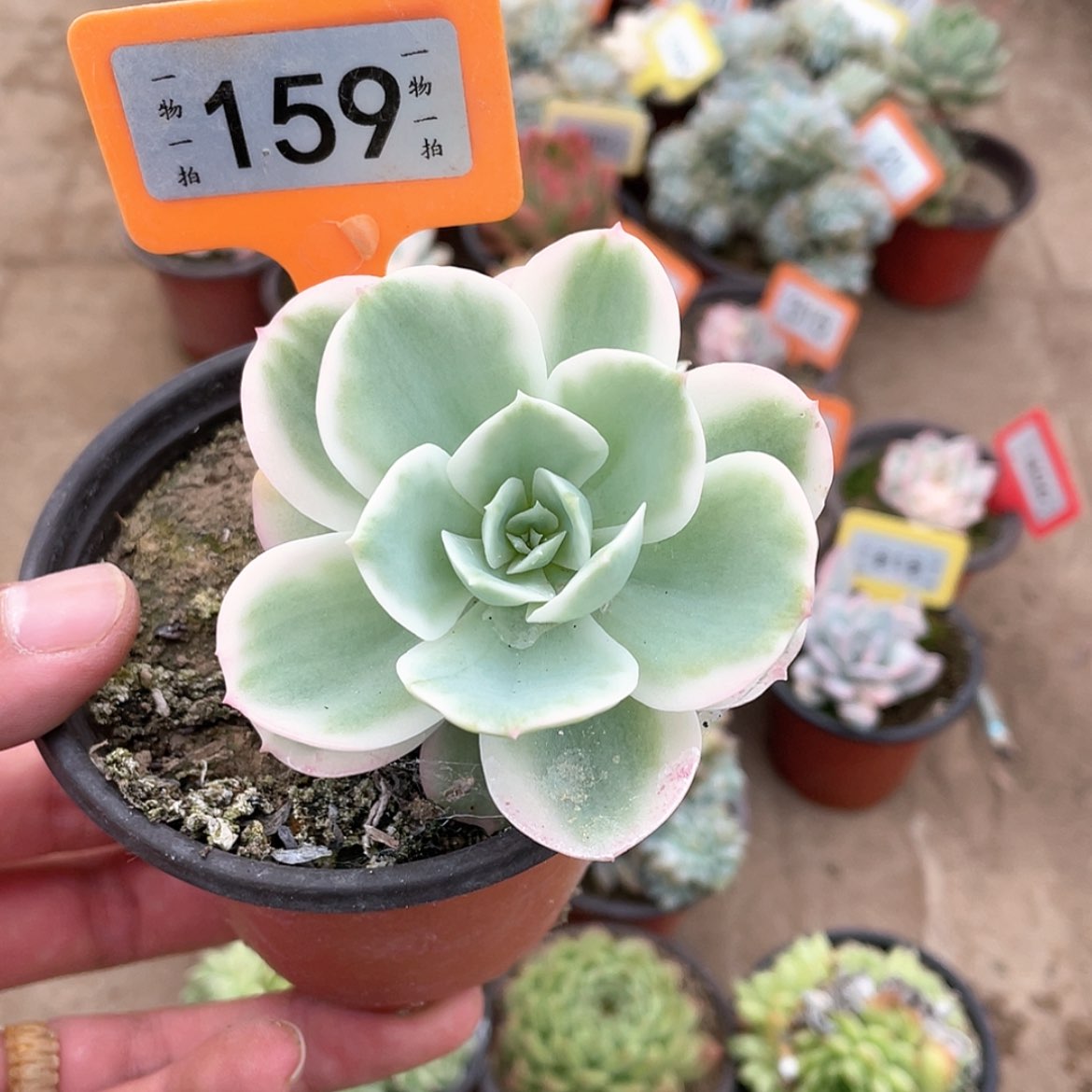 【闪购商品】159号