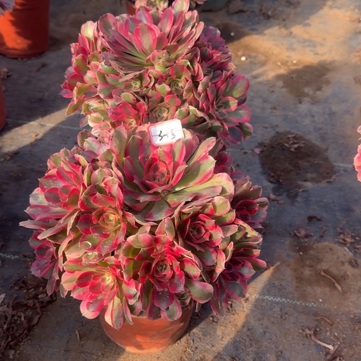 3-15布加迪2多肉不包售后多肉