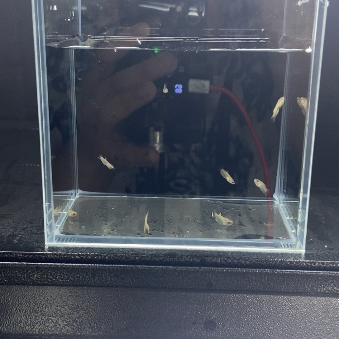 斗鱼包活不包损所见即所得187