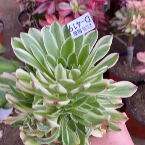 419伊丽莎白满25包邮多肉