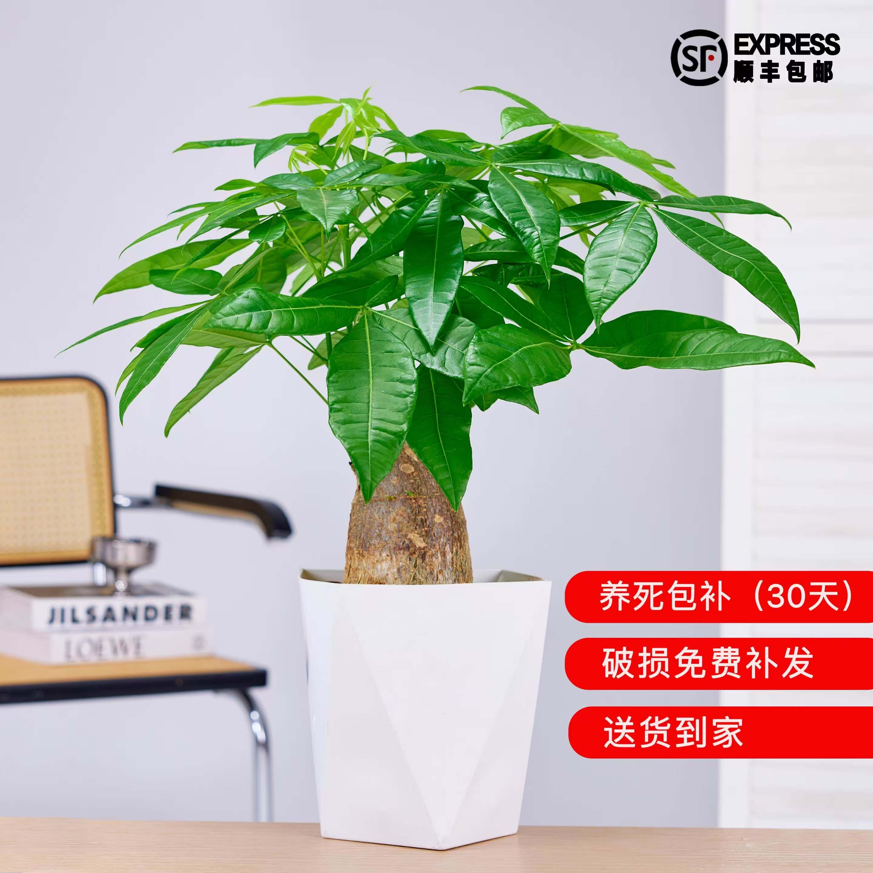高品质粗杆大发财树室内绿植盆栽四季常青根系发达懒人植物