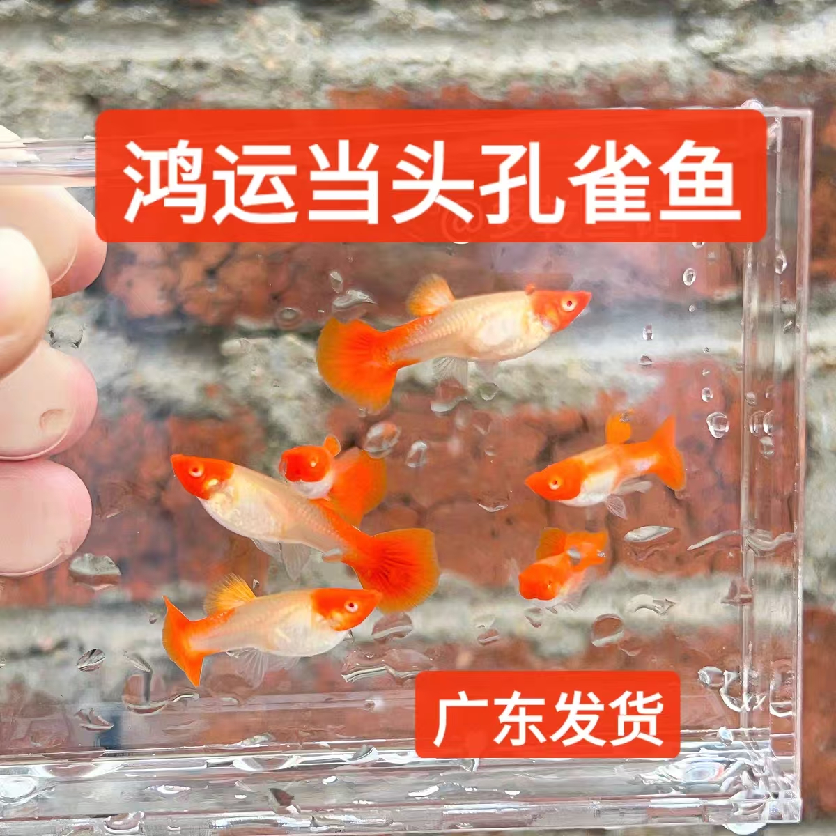 鸿运当头孔雀鱼小型热带观赏鱼活体网红好养耐活纯种精品广东发货