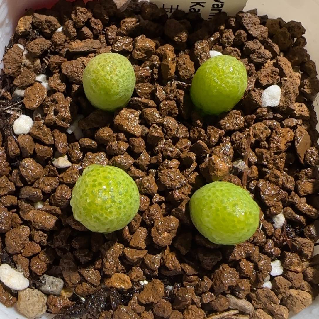 肉锥多肉植物组合-玉米一盆317