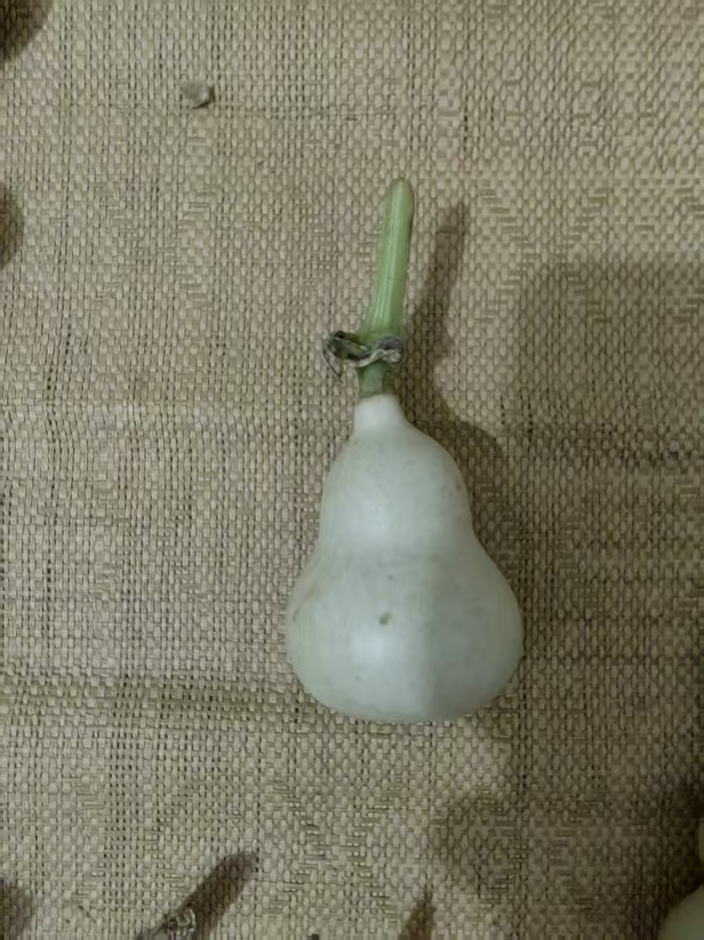 天然青皮手把小葫芦可手捻把玩适合体验打皮练手