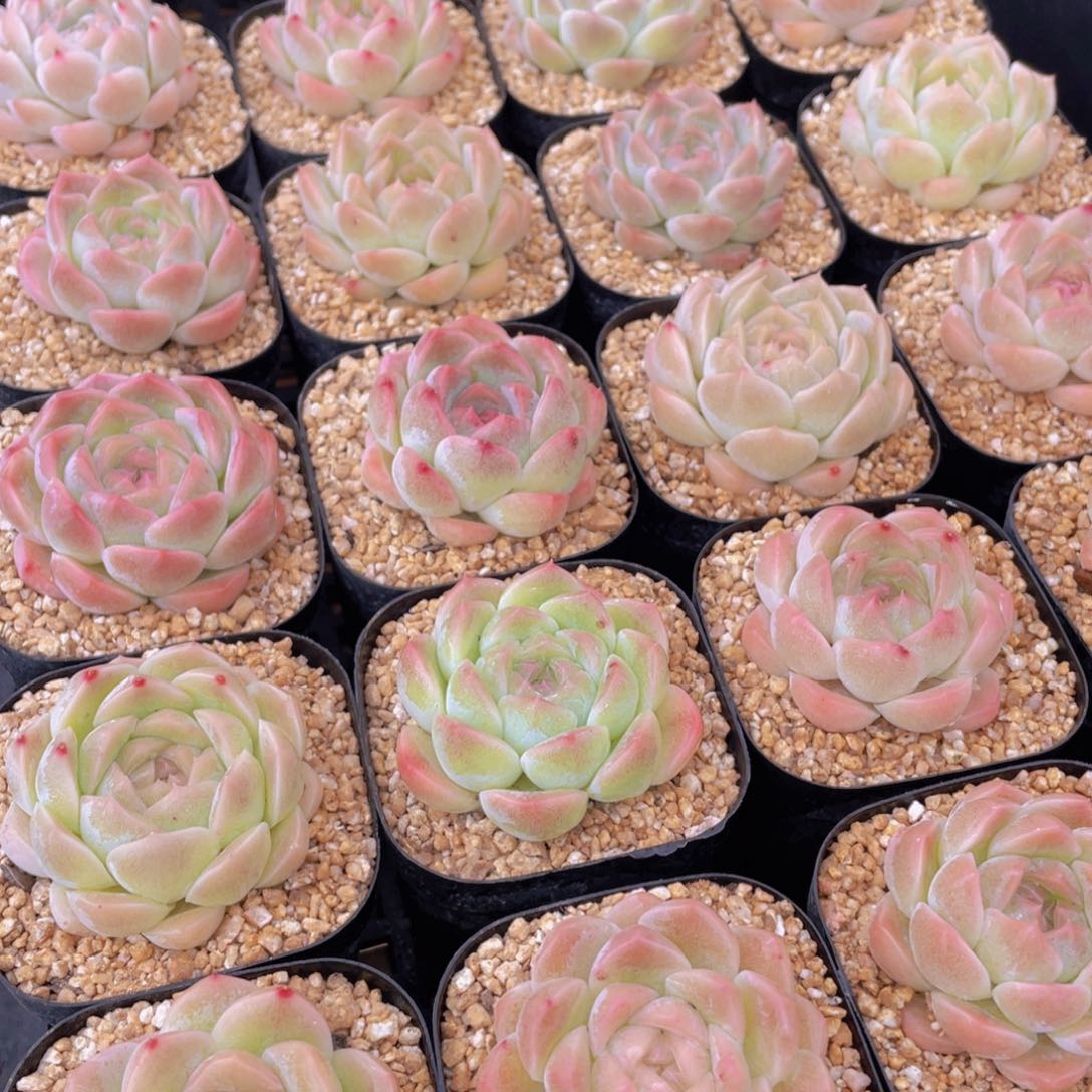 量拍104号 白桃汽水单头一个