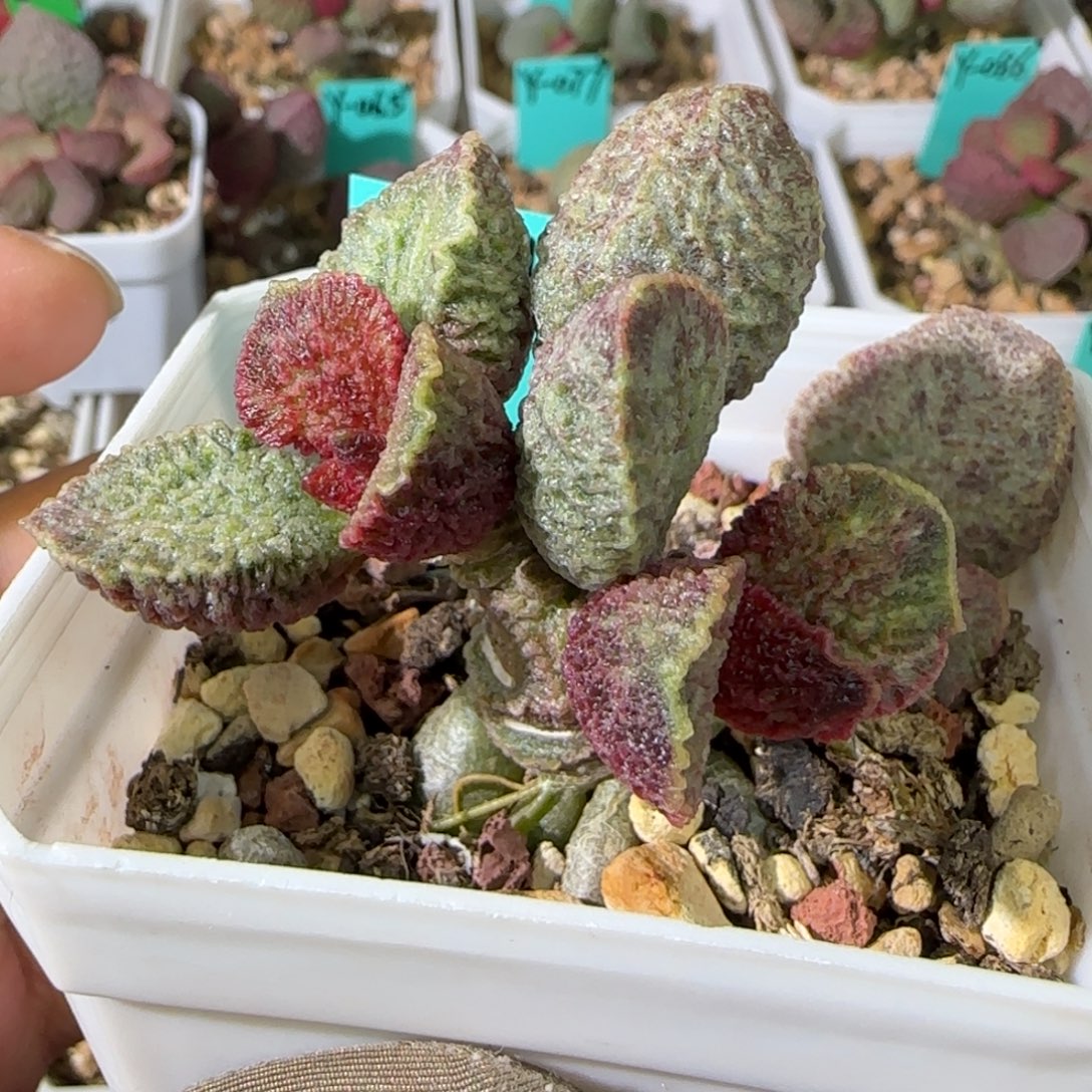 编号042母本欣赏发发发