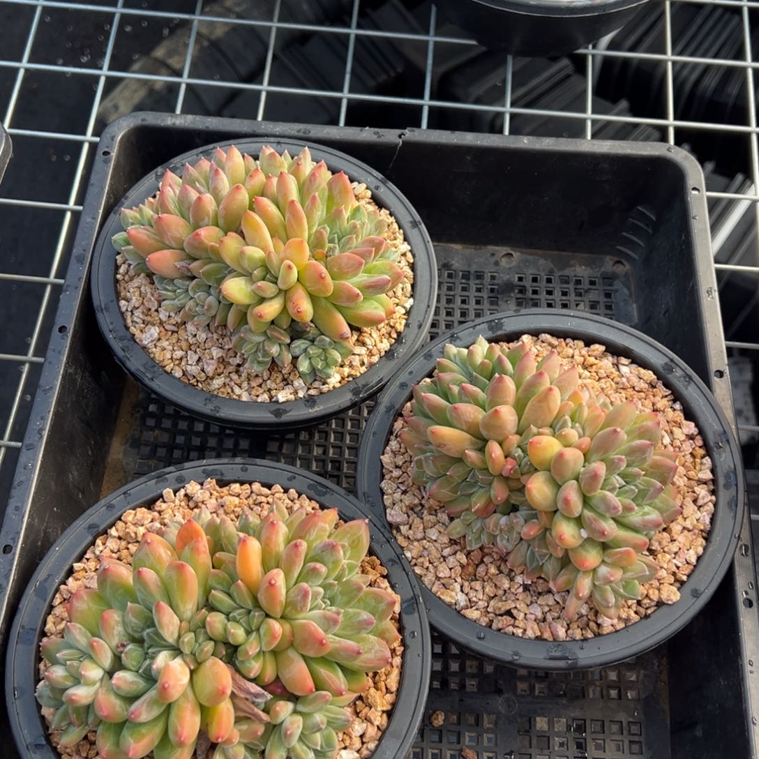 2249量r r r r r r