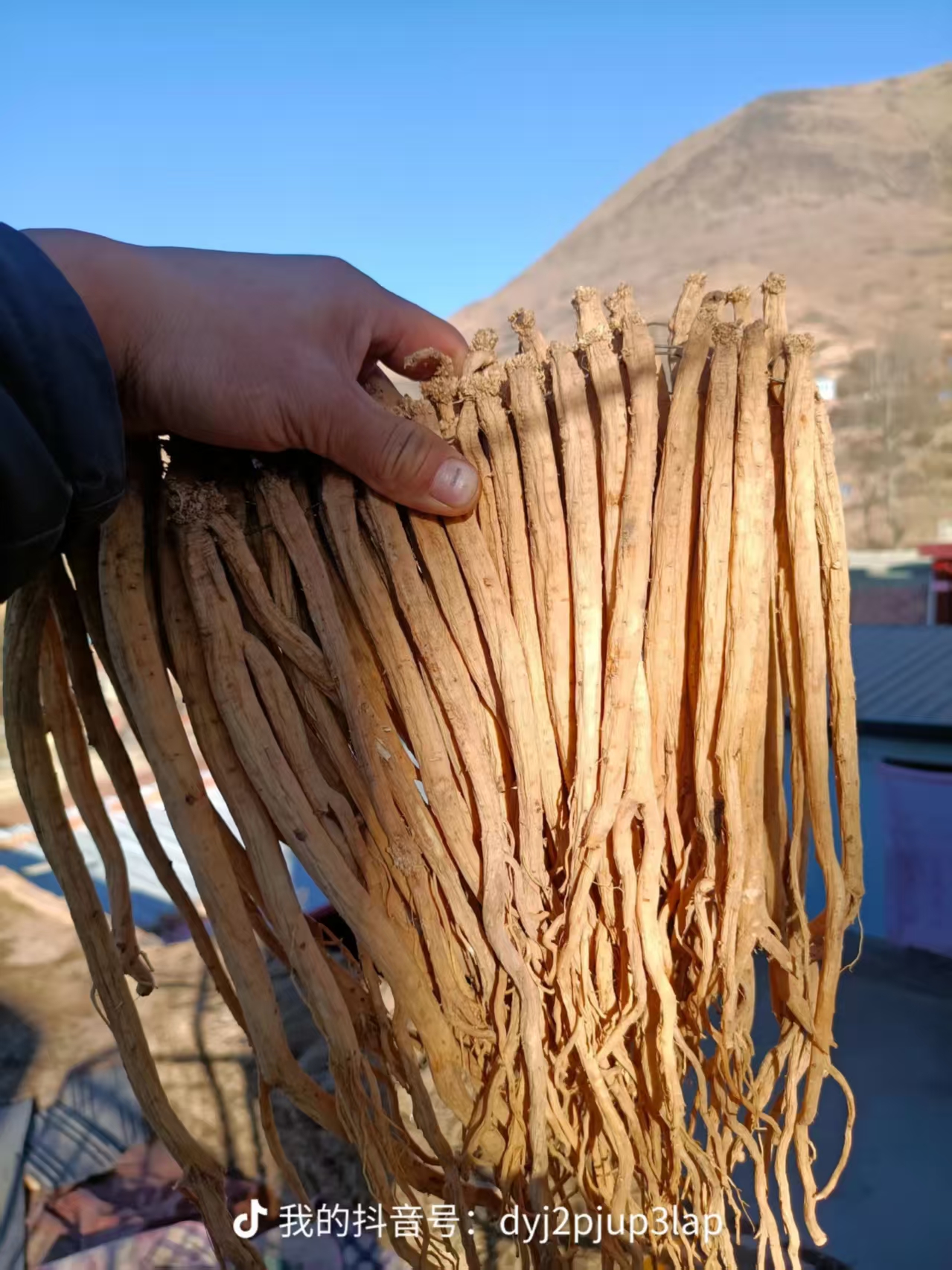 甘肃岷县种植党参