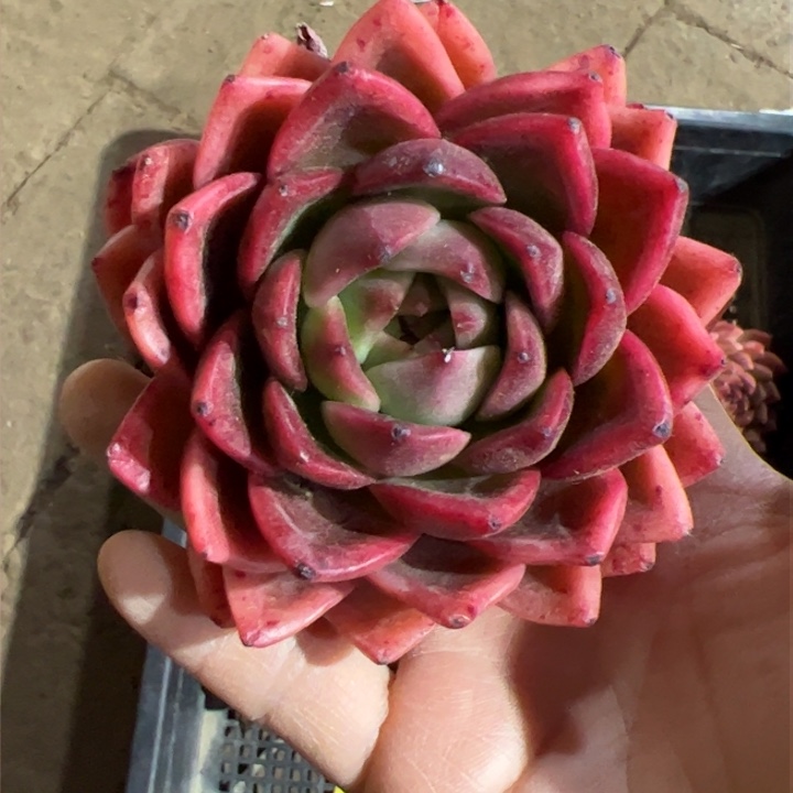 莫西哥玫瑰 多肉植物