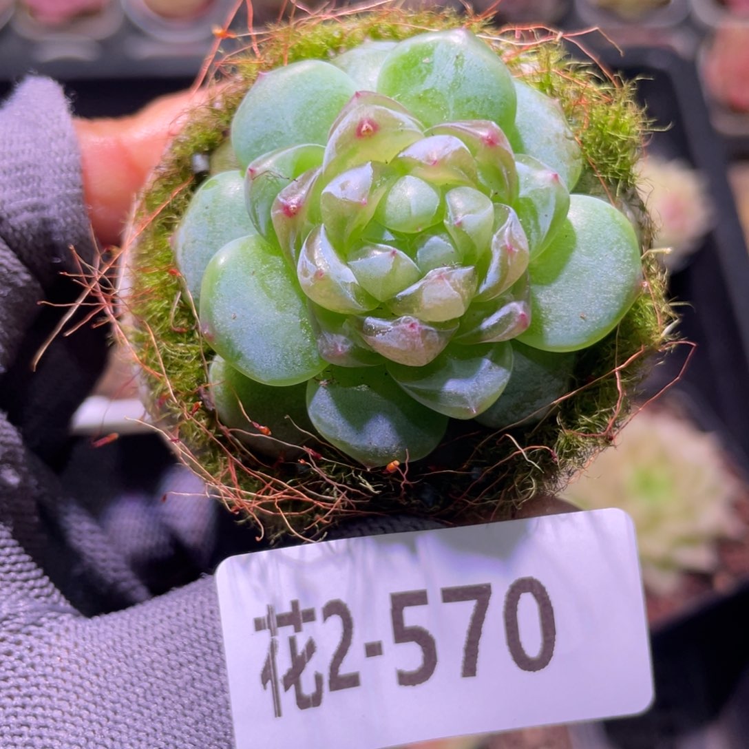 花利美2-570珍妮  