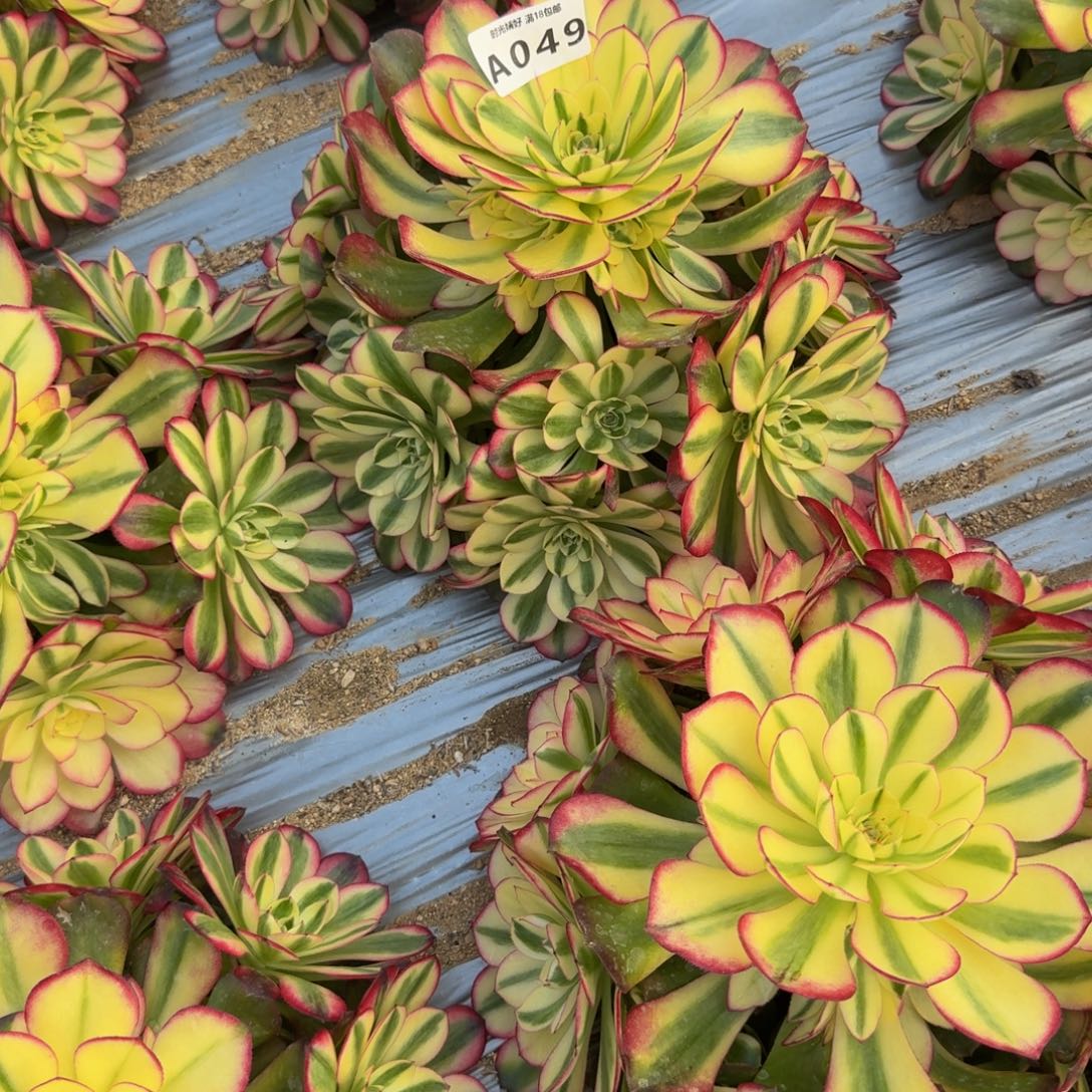 钢***售049荔枝。多肉植物