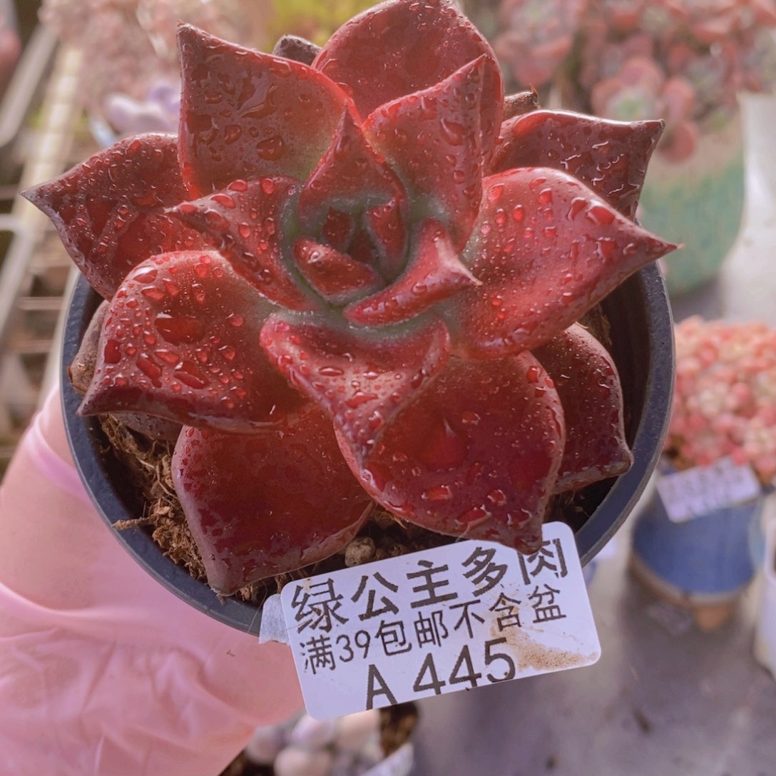 罗宾仙子单头445多肉植物