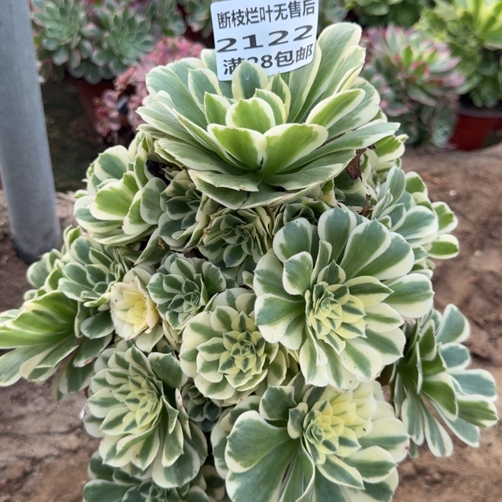 2122三号棚大迈巴赫