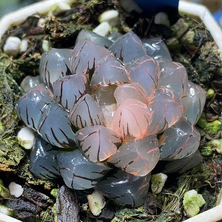 698完美水中月锦母本级别