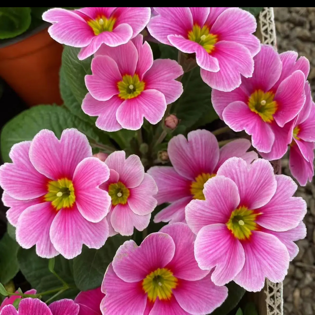 【多色报春花】重瓣耐寒四季开花带花苞阳台室内喜光盆栽花卉