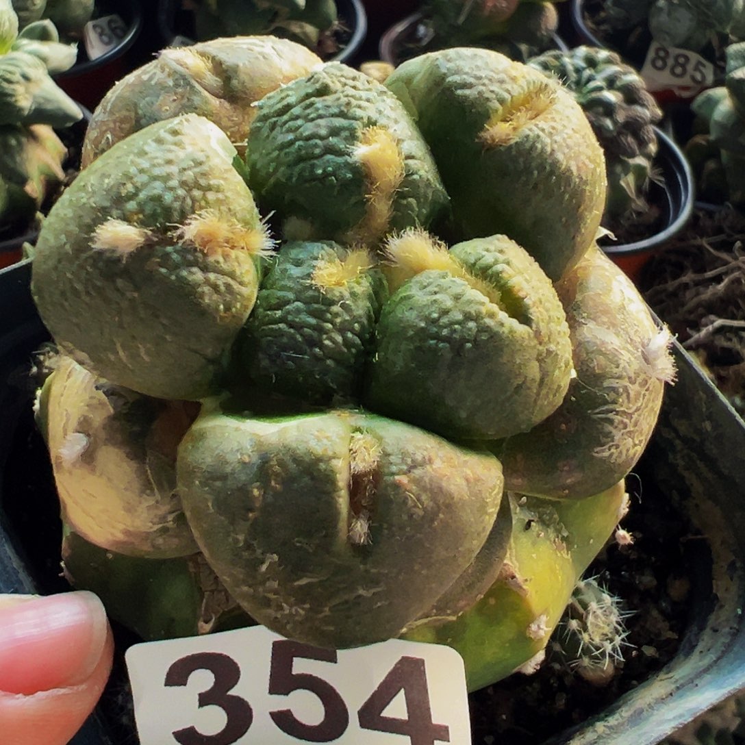 无花朵大尤连山牡丹354