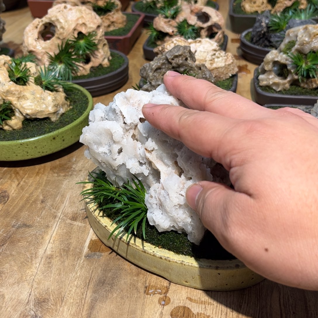 紫砂花盆➕附石菖蒲