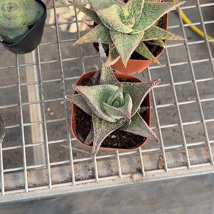 山***的我也不知道我为什么要这样