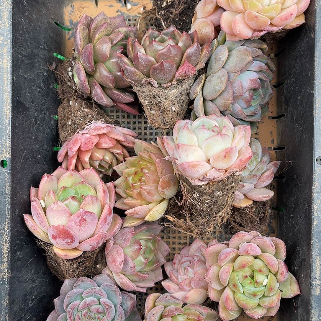 多肉一物一拍11-133