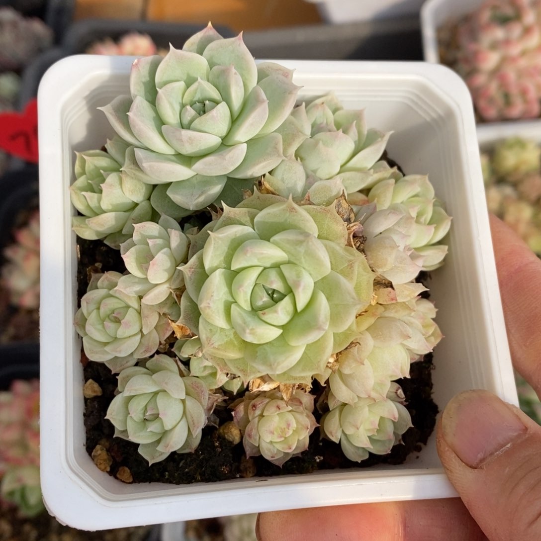 精品多肉一物一拍不包整200