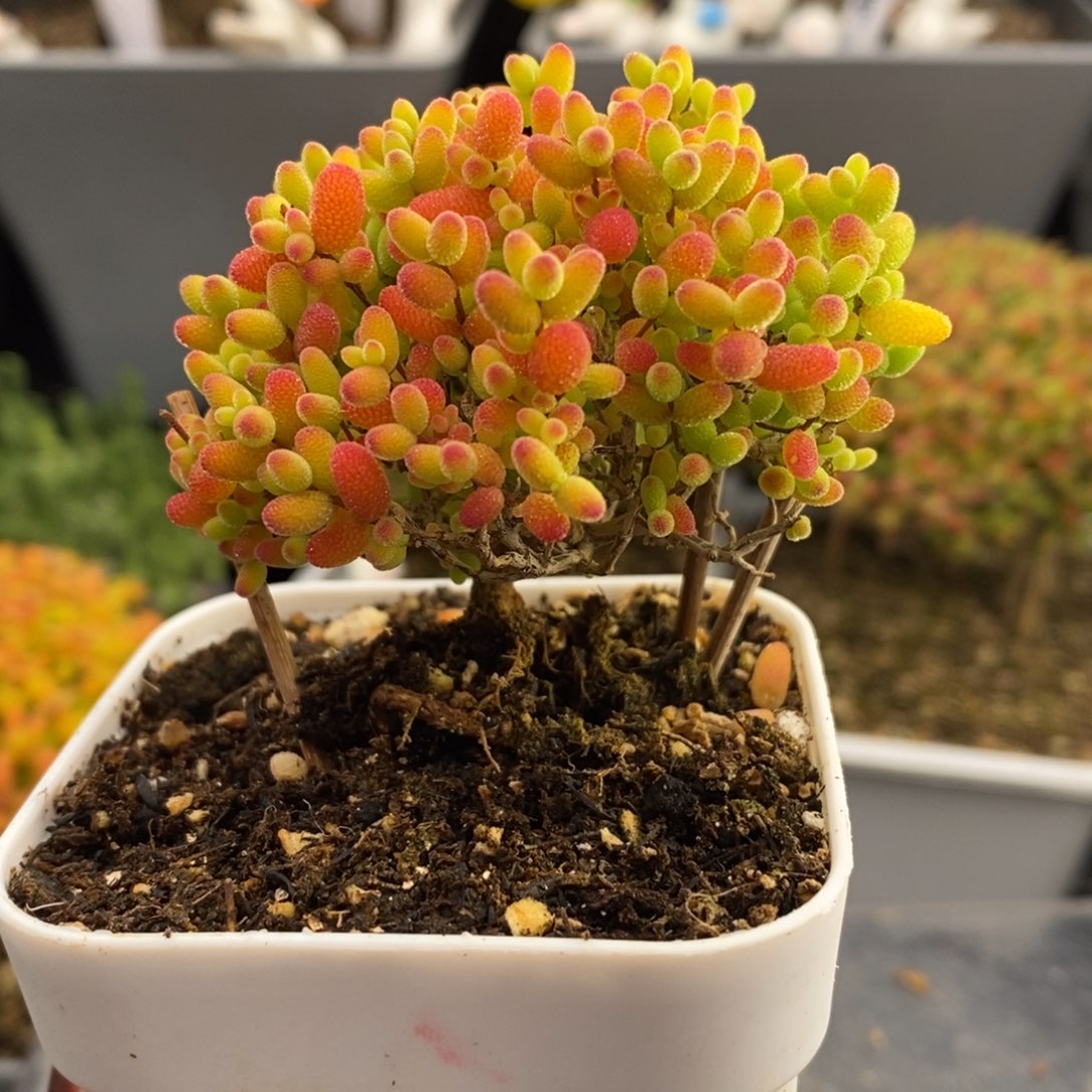 完全开放26号蜜橘糖球（6.5cm）